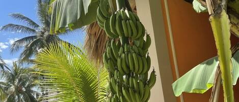 A banana tree with a large cluster of green bananas hanging from it, surrounded by palm trees and a building with a thatched roof.