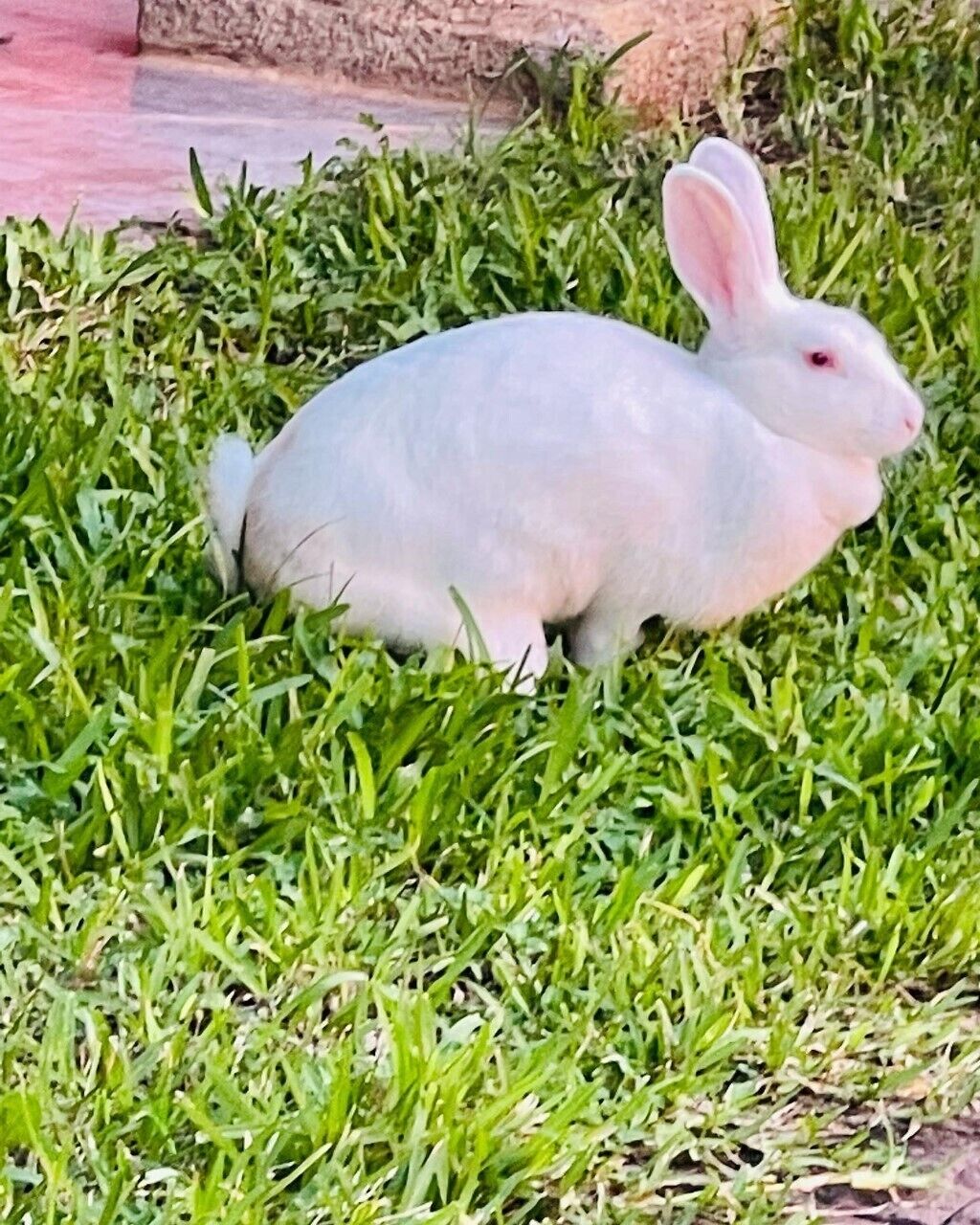 A white rabbit on green grass.