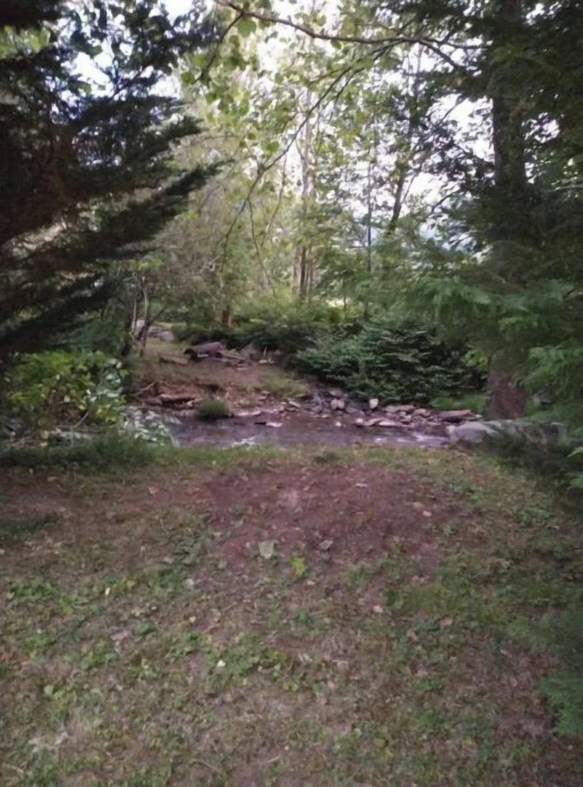 A natural outdoor area with a stream, surrounded by trees and vegetation.