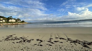 A beach with sand, seaweed, and buildings in the background. - Trestraou - Perros Guirec (PERROS GUIREC)