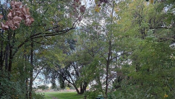 A pathway through a park with trees and fallen leaves. - Wonderful campground in Caldwell with stunning views. And a shared private lake. (Caldwell)