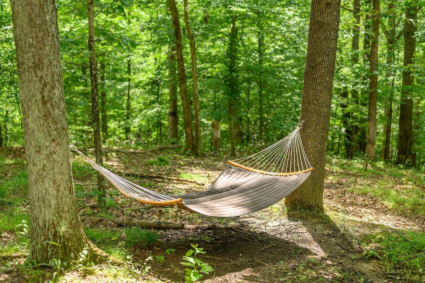 A hammock in a forest setting.