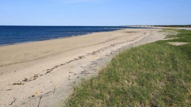 Ein Strand mit blauem Himmel, sandigem Ufer und einer Grünfläche.