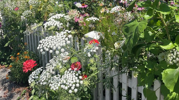 Ein Garten mit verschiedenen Blumen und einem weißen Zaun.