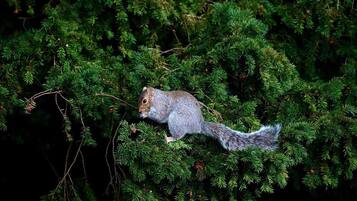A squirrel perched on a tree with dense green foliage.