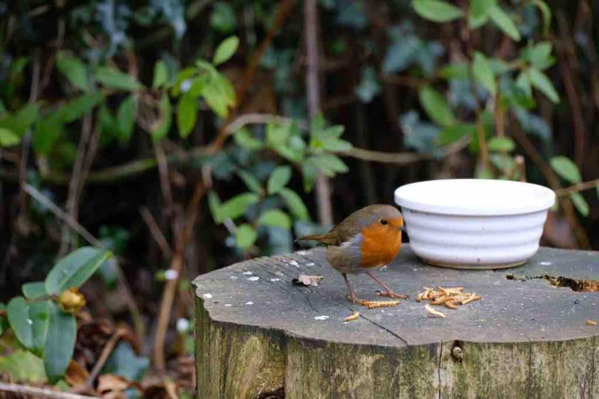 A bird near a white bowl on a wooden stump in a forested area.