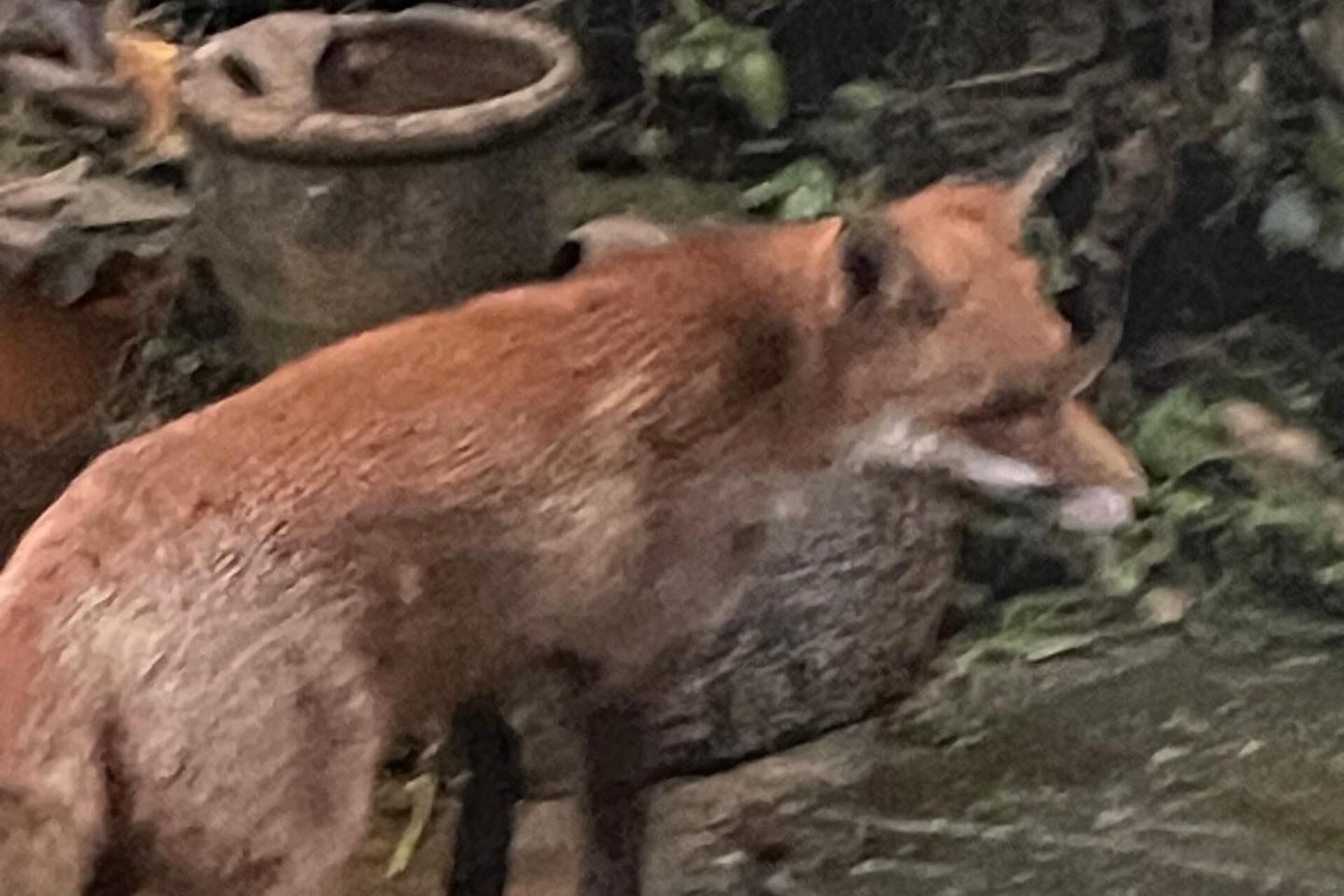 A fox in a naturalistic enclosure with rocky terrain and foliage.