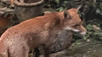 A fox in a naturalistic enclosure with rocky terrain and foliage.
