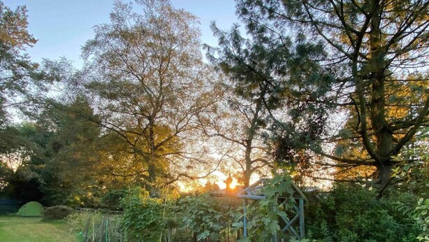 Een tuin met diverse bomen en een kleine constructie, mogelijk een prieel, omgeven door een gazon.