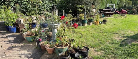 Un jardin avec différentes plantes en pot et une pelouse.