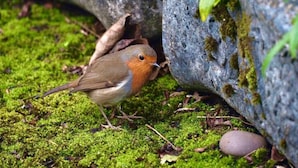 Een vogel op mosachtig terrein nabij een rots.