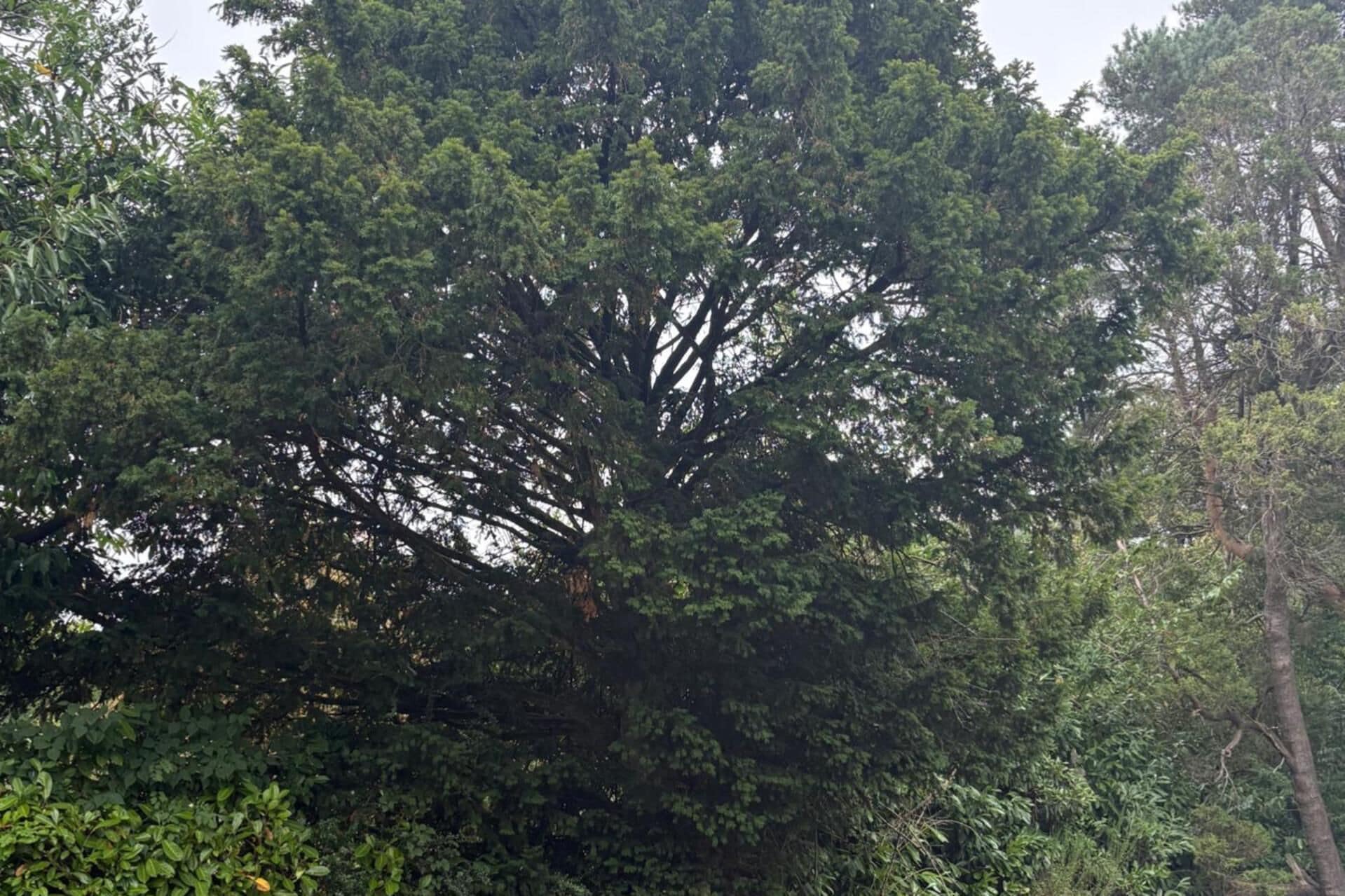 A large tree with dense foliage, surrounded by other greenery.