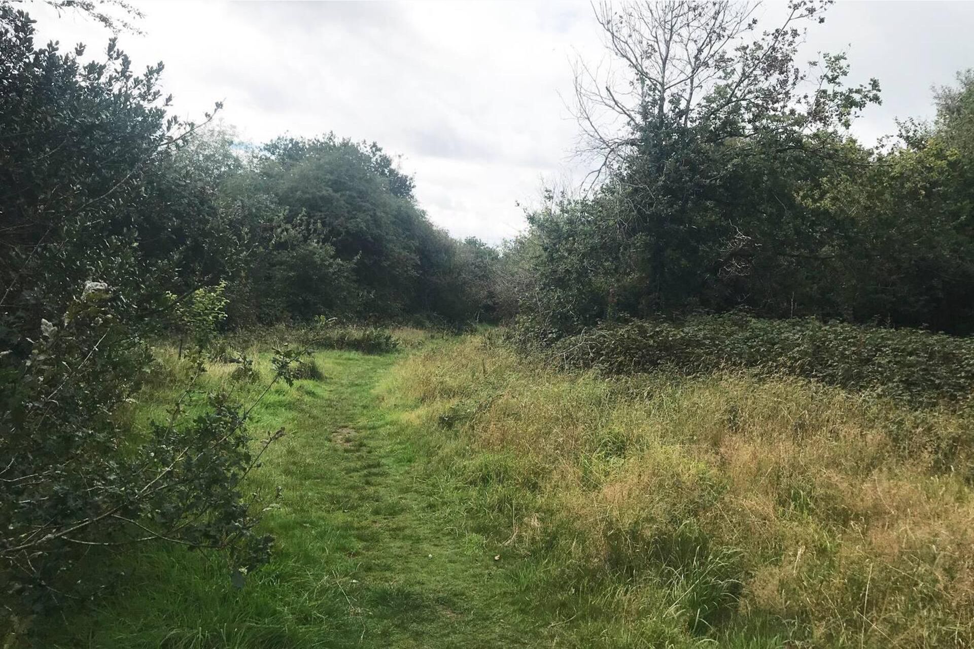 A narrow, grassy path surrounded by dense shrubbery and trees.