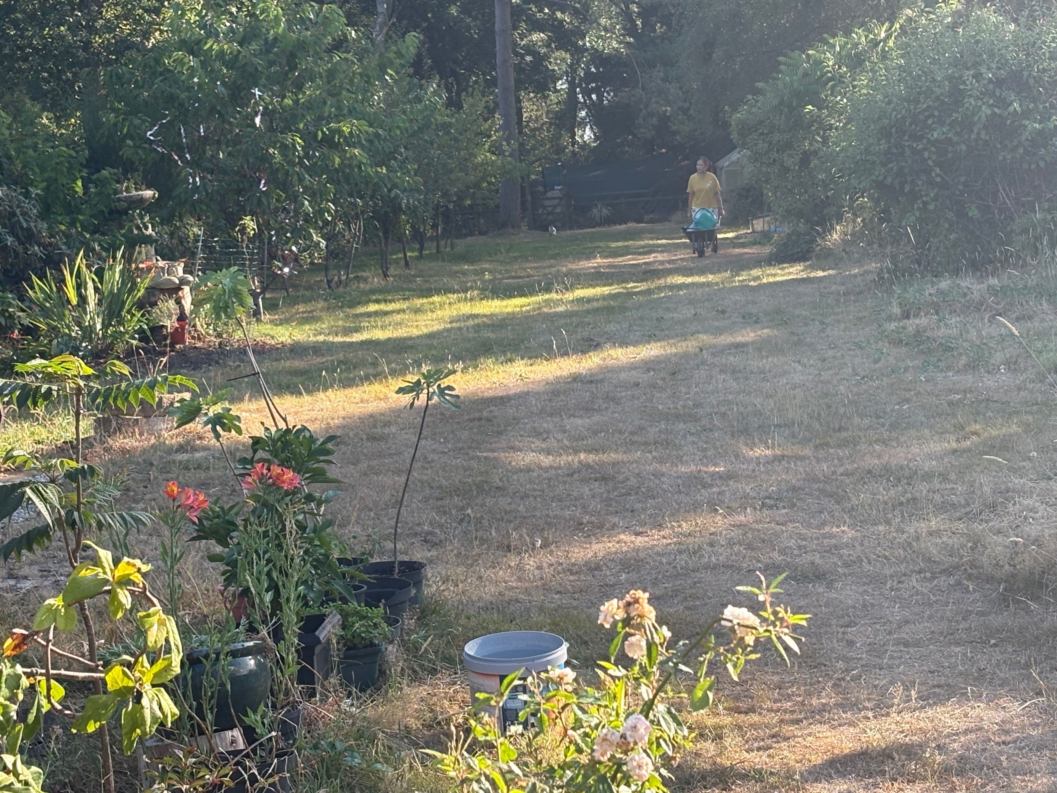 A garden with various plants and a person walking away.