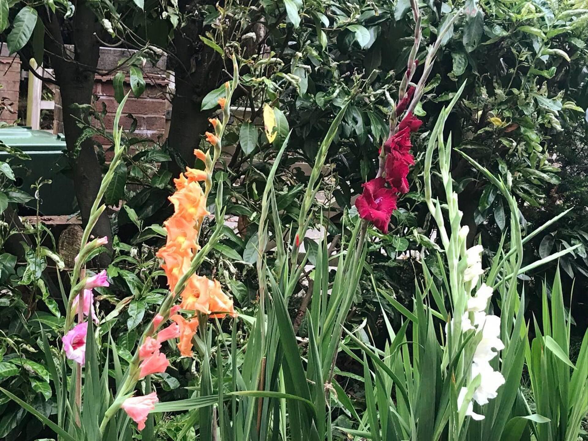 Een tuin met verschillende bloemen en planten, waaronder hoge oranje en roze bloemen, en een bakstenen muur op de achtergrond.