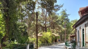 A paved road flanked by trees and a building with a stone facade.