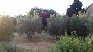 Un olivier avec des arbres adultes et, au fond, un bâtiment à l’aspect rustique.