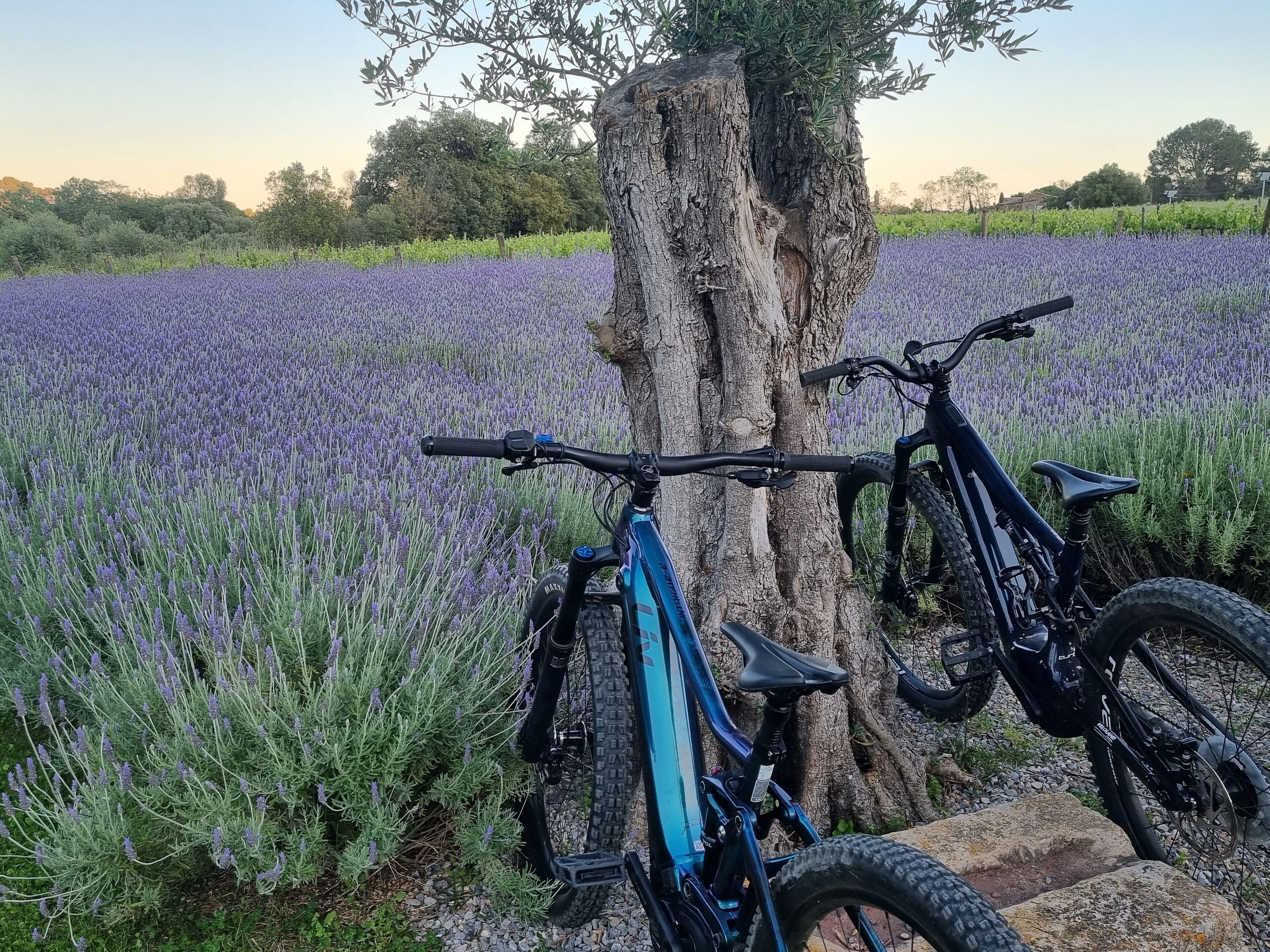 A bicycle parked next to a tree in a lavender field.