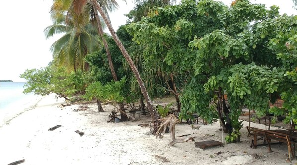 A beach with palm trees and a wooden bench.