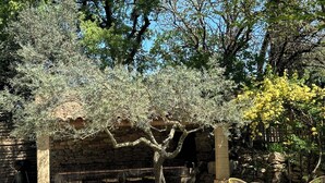 Ein Steinhaus mit überdachter Terrasse, Sitzgelegenheiten im Freien und einem Baum mit gelben Blüten.
