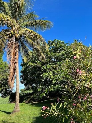Property grounds - ZABANA LODGE - Pleasant apartment with outdoor terrace and sublime view of the Caribbean Sea (SAINT CLAUDE)