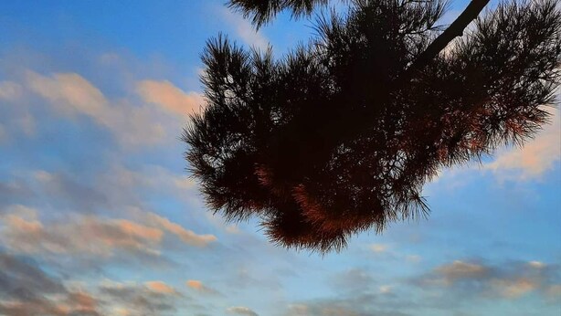 A sunset over a beach with a tree in the foreground. - Beautiful architect-designed villa 30 m from the beach ☀️ (Andernos-les-Bains)
