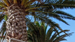 A signpost with 'praia S. Bernardino' pointing to the right, with palm trees and a building in the background. - Paradise By The Sea - TheWhaleBeachHouse (Atouguia da Baleia)