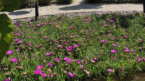 Un jardín con un camino de grava, arbustos verdes y flores rosadas.