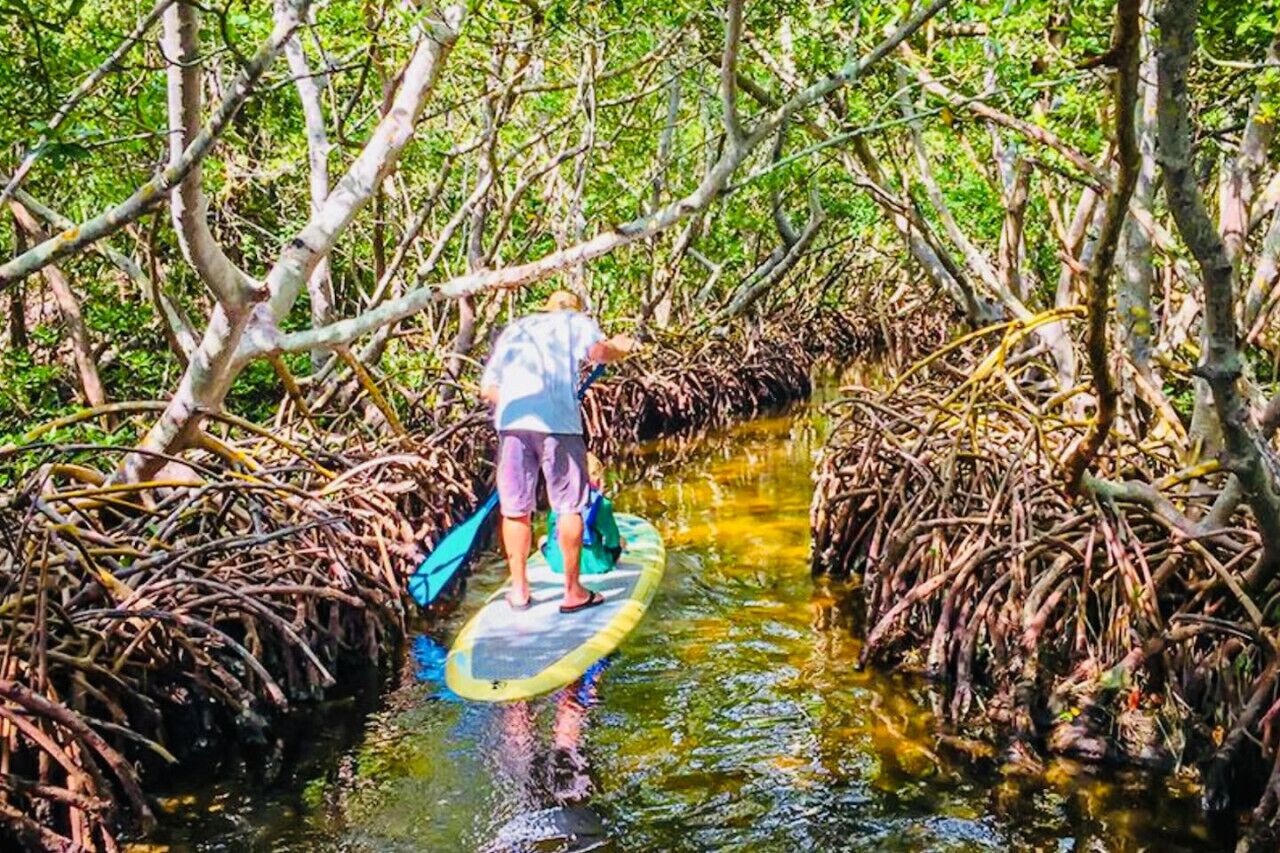 A person standing on a paddleboard in a mangrove area.