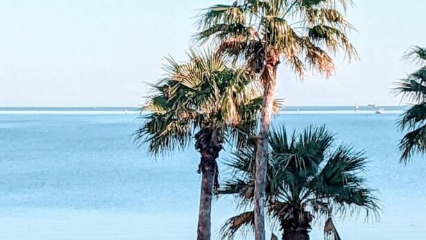 A beach with palm trees and a clear view of the sea.