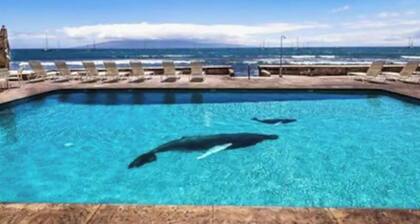 Lahaina Roads Suite 212 - OCEANFRONT Property gorgeous views- 1 Bed 1 Bath Condo