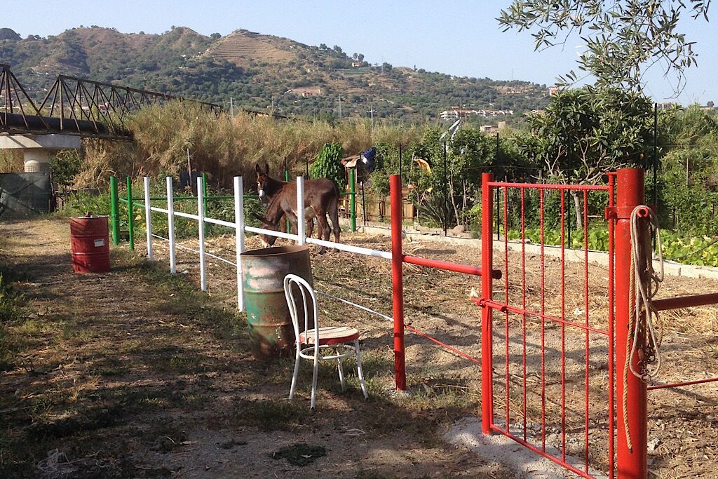 A fenced area with a horse, a chair, and a red gate.