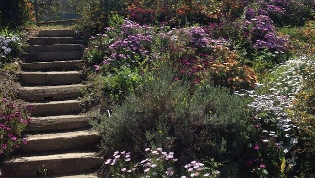 A stone staircase surrounded by a variety of flowering plants and shrubs.
