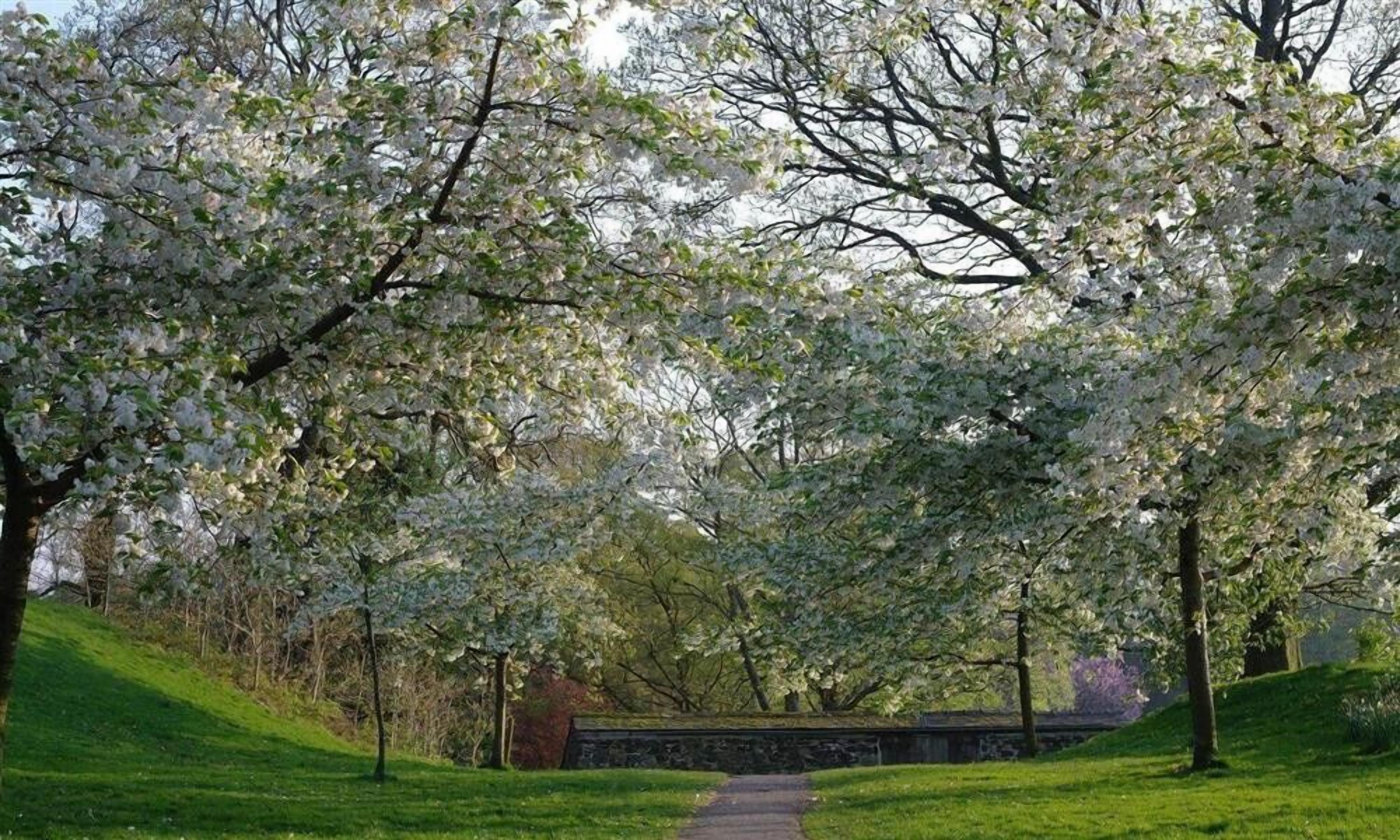 Un sentier bordé de cerisiers en fleurs, un pont de pierre et une zone herbeuse.