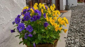 A potted flower arrangement with purple and yellow flowers in front of a building with large windows and a stone pathway. - Old Sawrey Stores (Ambleside)