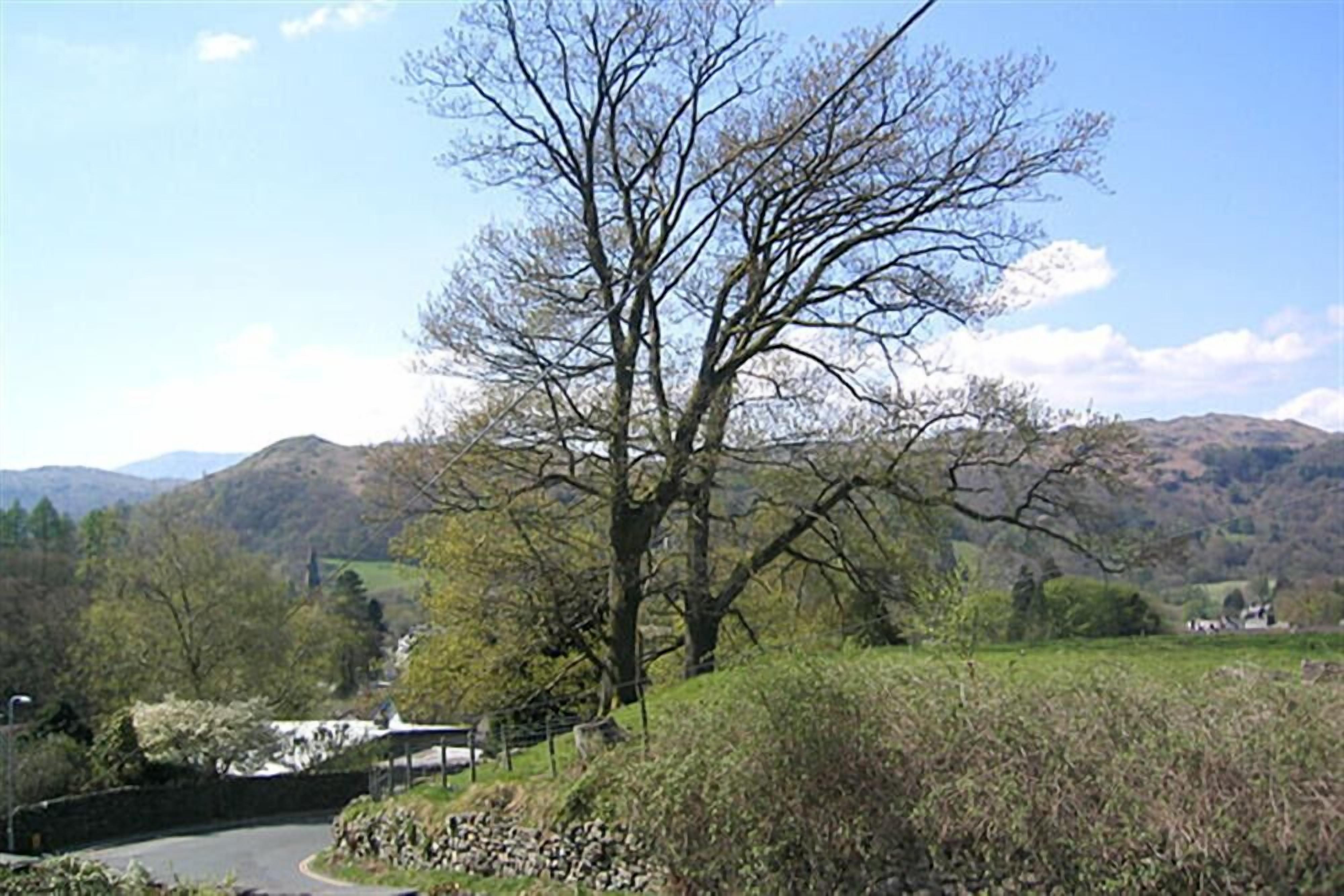 A rural landscape with a stone bridge, a large tree, and a stone wall.