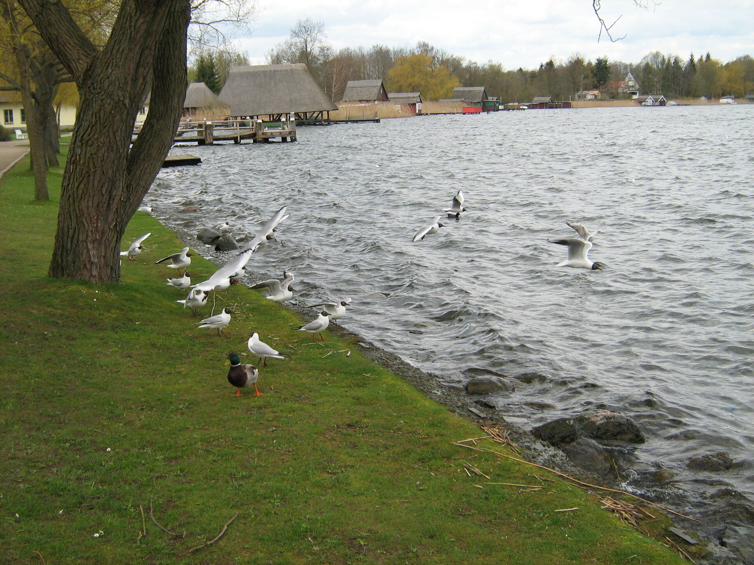 A lakeside area with a grassy bank, trees, and a row of thatched-roof buildings along the water's edge.