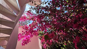 A spiral staircase with pink flowers and a clear blue sky. - Bouganville  (Ischia)