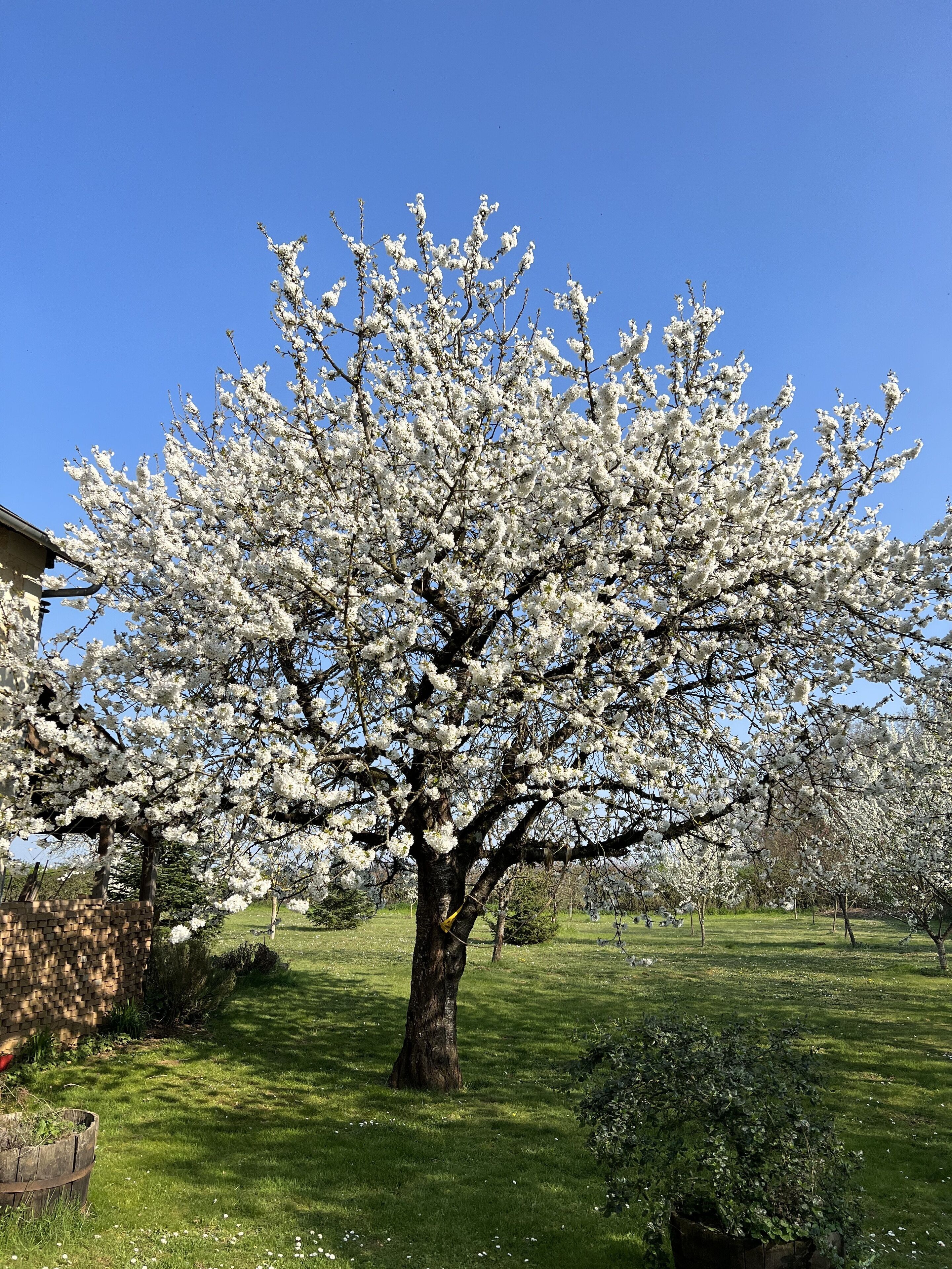 Un gran árbol con flores blancas en un área cubierta de césped.