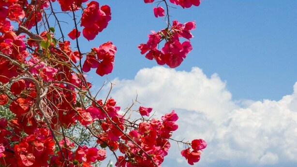 Vista costera con una planta roja de flores destacada en primer plano y un paisaje urbano al fondo.