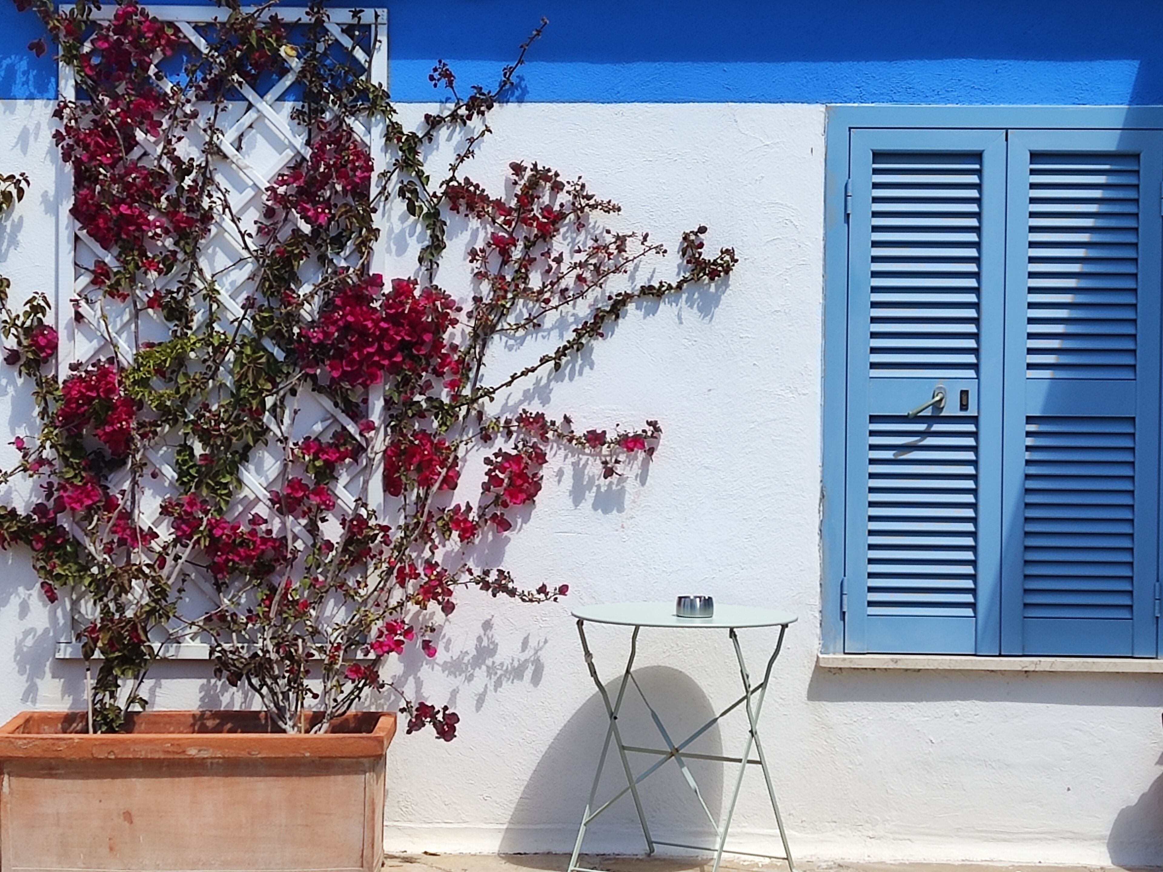 Ein weißes Gebäude mit blauen Fensterläden und einer Topf-Bougainvillea.