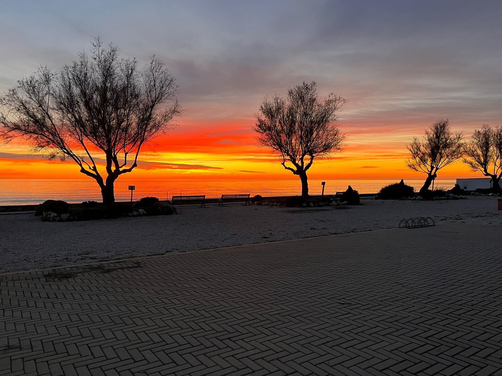 A sunset view with trees and benches along a paved walkway.