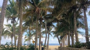A pathway lined with palm trees leading to a beach. - Pedregal 9 BR Villa Tanzanita (Cabo San Lucas)