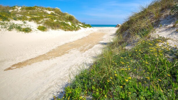 A sandy beach path with dunes and yellow flowers. - 2293 Villetta Mare Bello by Barbarhouse (Lecce)