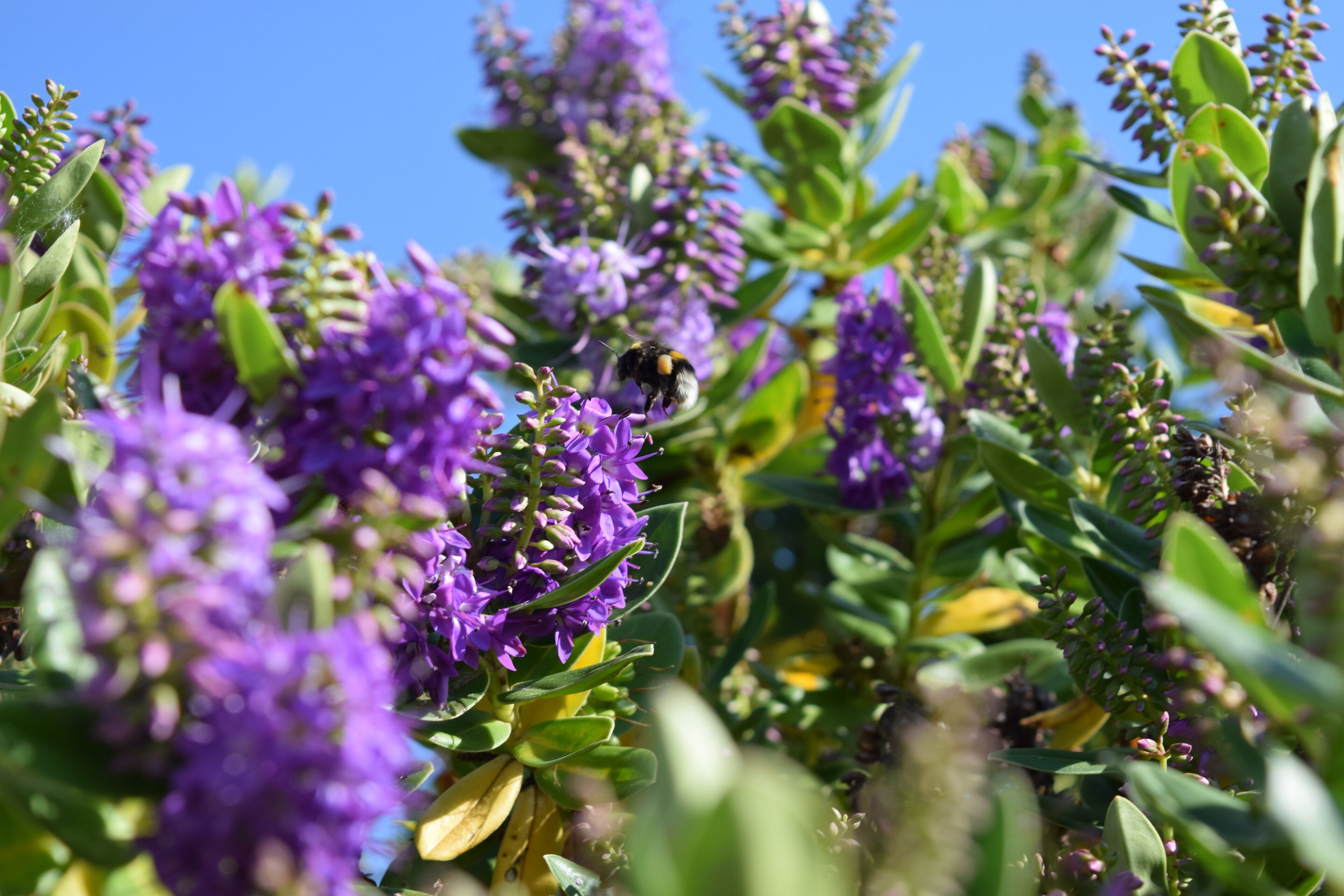 Un gros plan de fleurs violettes, avec une abeille posée sur l’une d’elles.