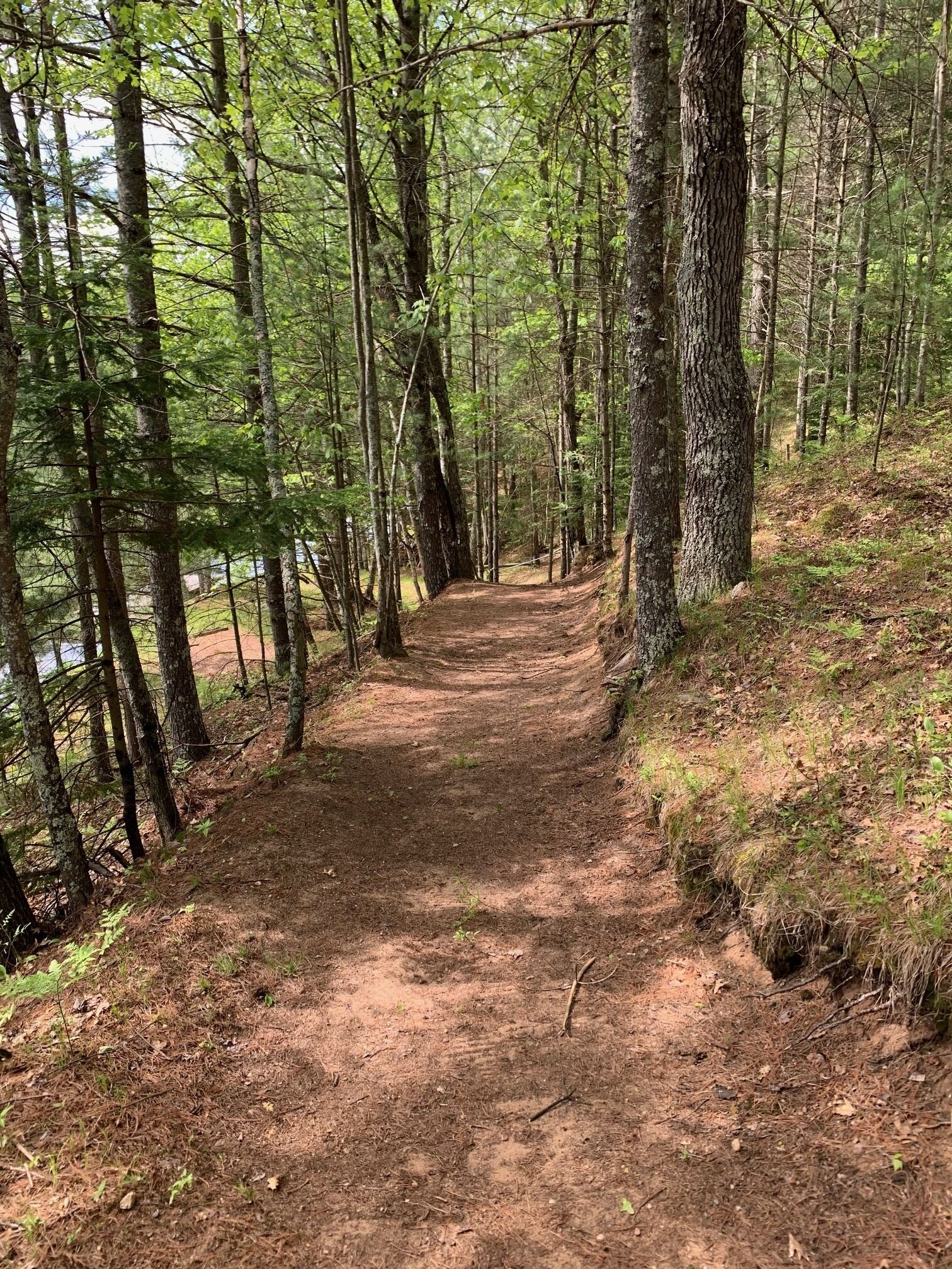 A forested trail with a dirt path surrounded by tall trees.