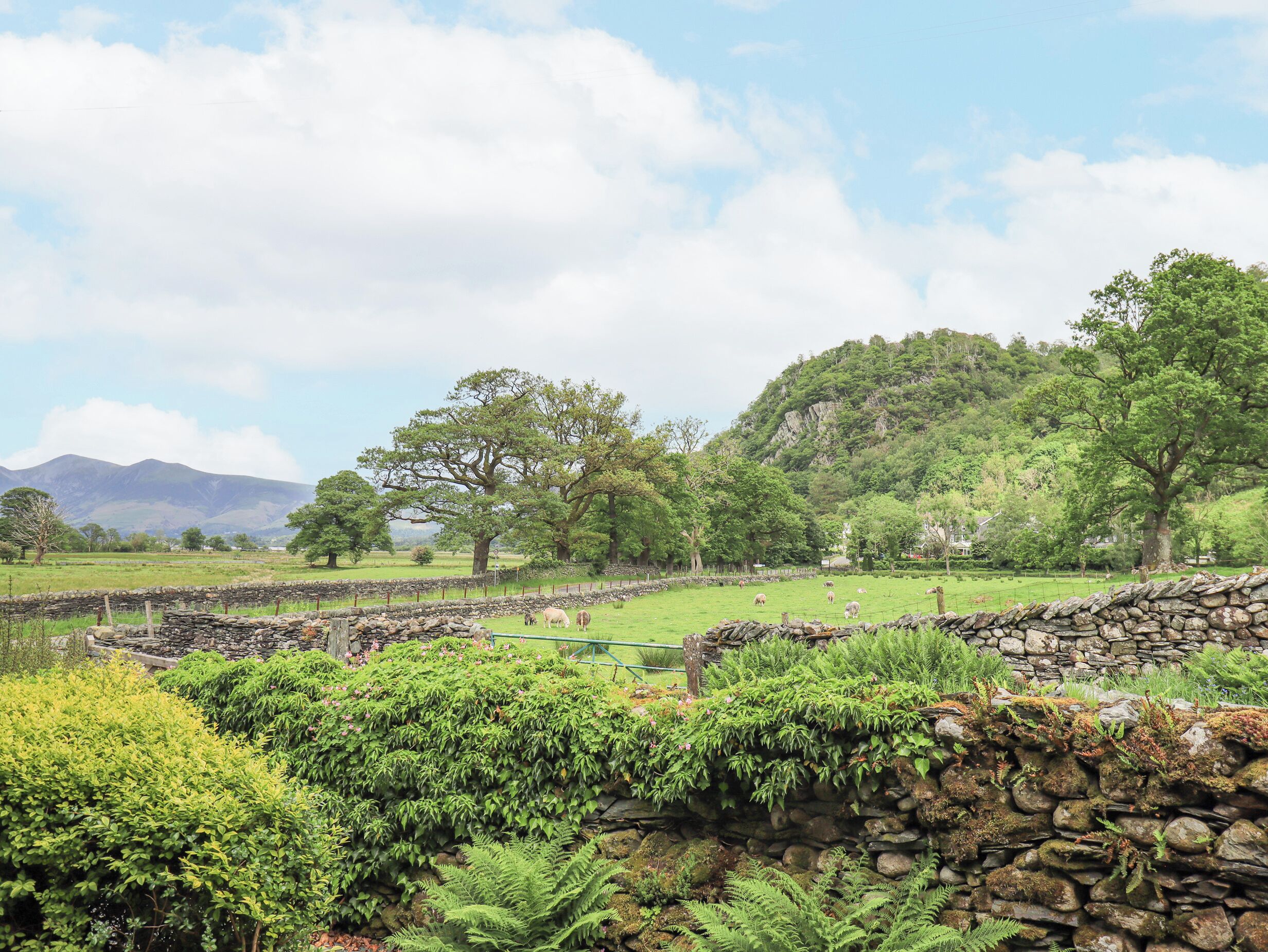 A rural landscape with stone walls, lush greenery, and grazing sheep.