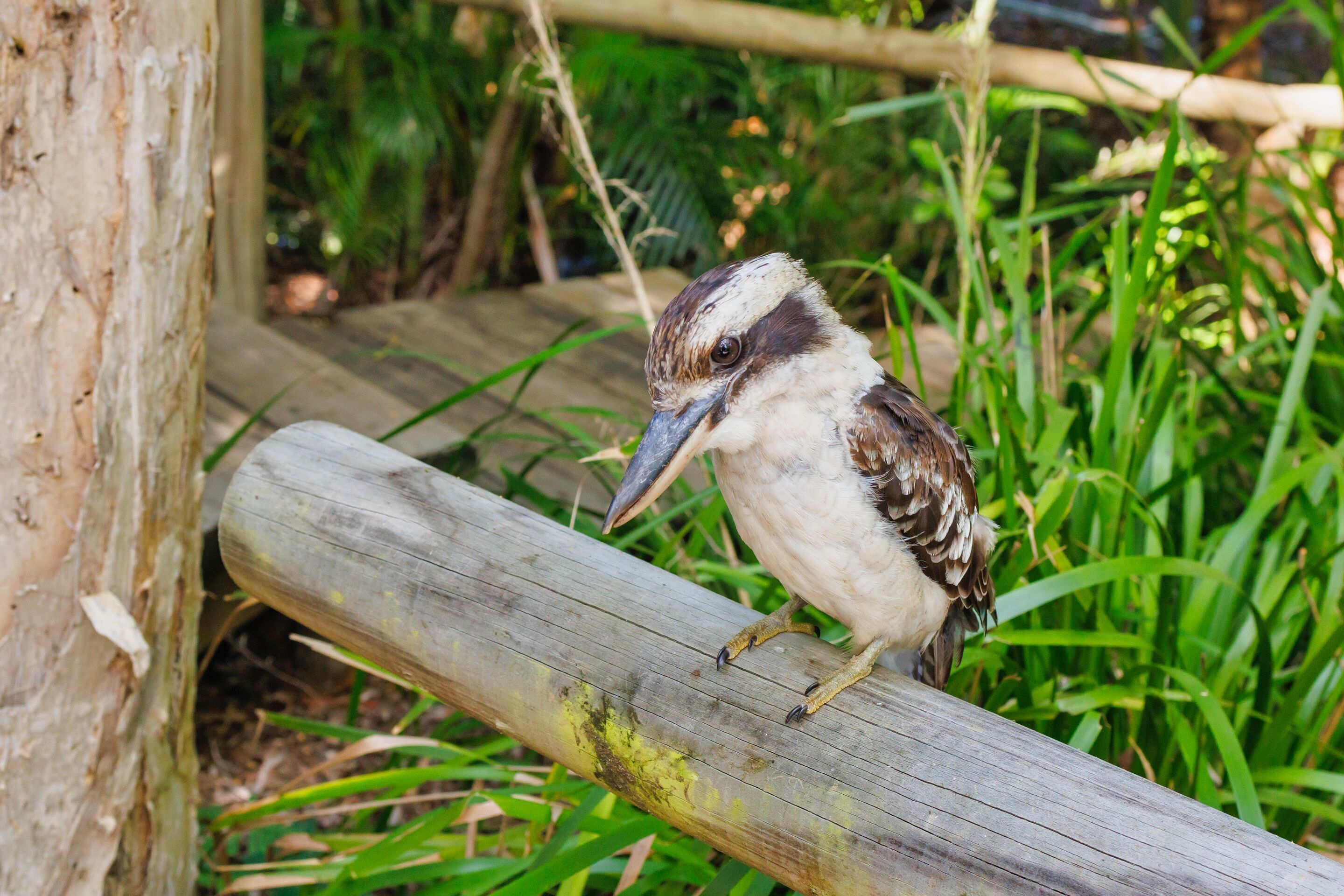 A bird perched on a wooden structure surrounded by greenery.