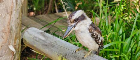 A bird perched on a wooden structure surrounded by greenery.