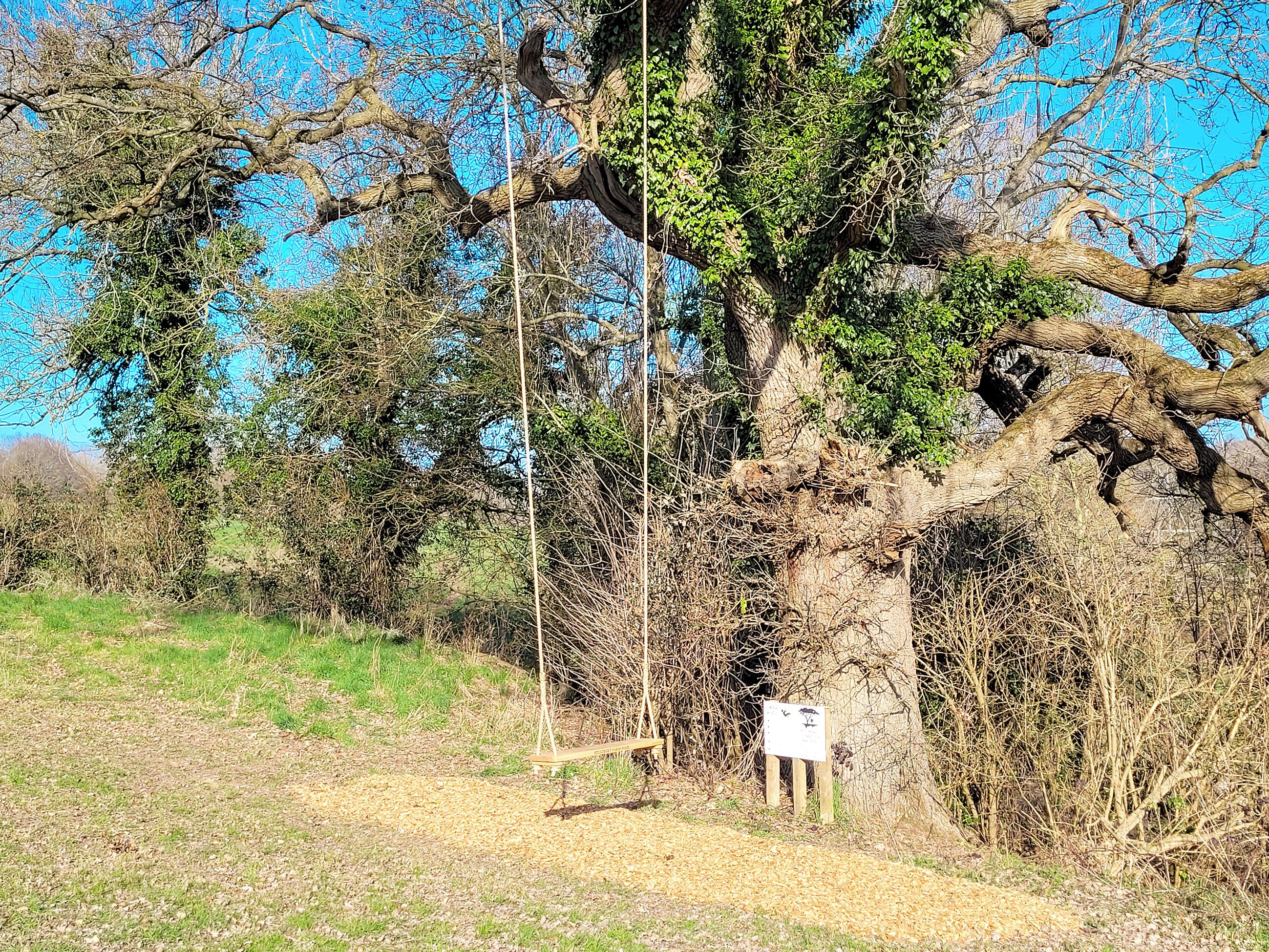 A tree with a swing hanging from it, surrounded by dry grass and bushes.